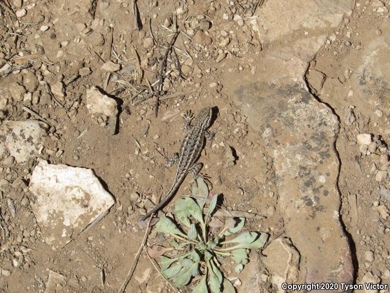 Northern Sagebrush Lizard (Sceloporus graciosus graciosus)