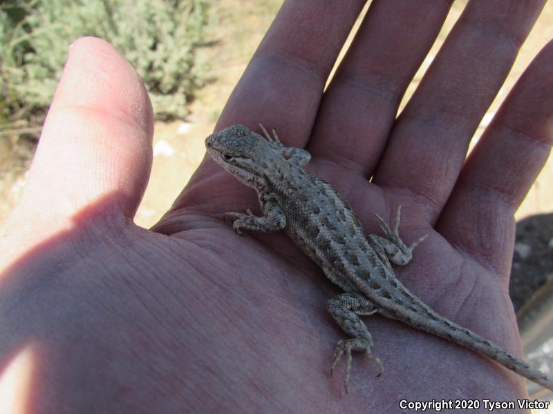 Northern Sagebrush Lizard (Sceloporus graciosus graciosus)