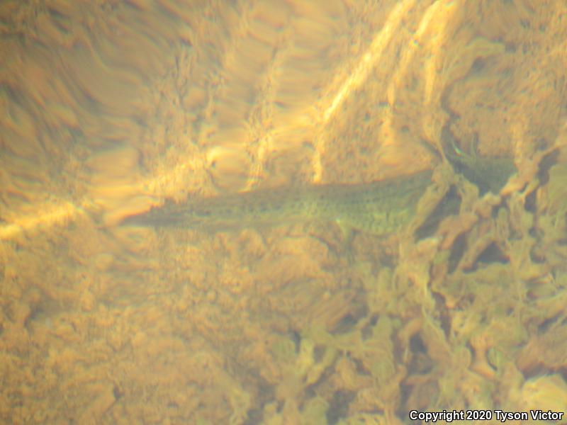 Arizona Tiger Salamander (Ambystoma mavortium nebulosum)