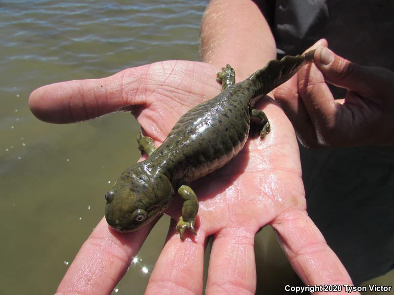 Arizona Tiger Salamander (Ambystoma mavortium nebulosum)