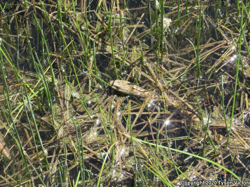 Wandering Gartersnake (Thamnophis elegans vagrans)