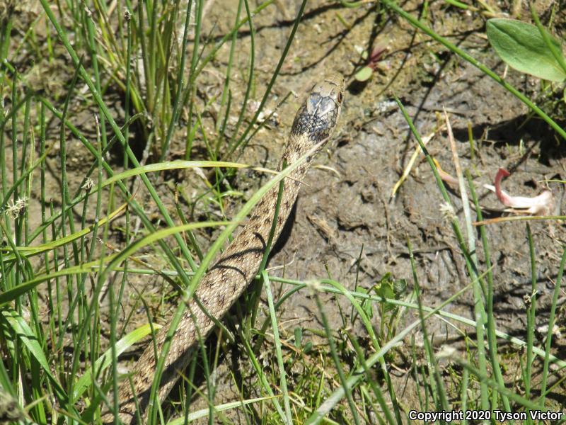 Wandering Gartersnake (Thamnophis elegans vagrans)