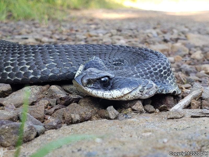 Eastern Hog-nosed Snake (Heterodon platirhinos)