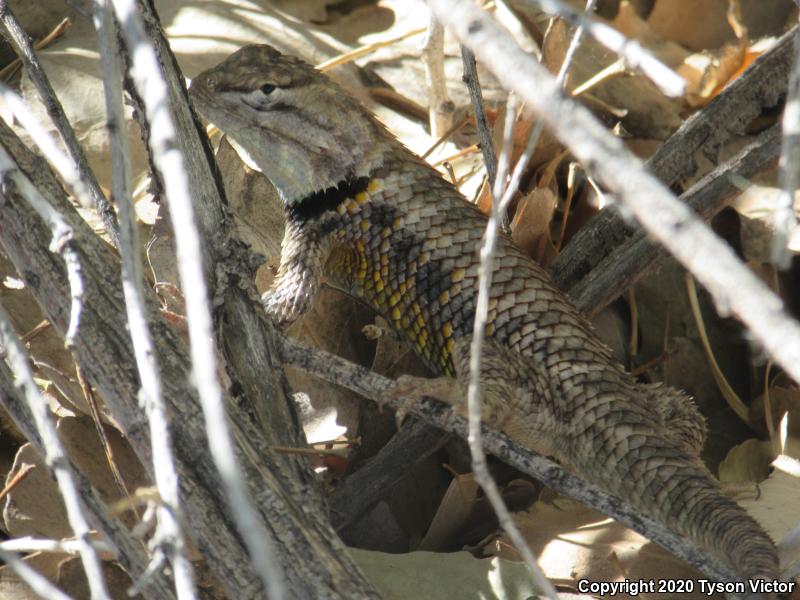 Orange-headed Spiny Lizard (Sceloporus magister cephaloflavus)