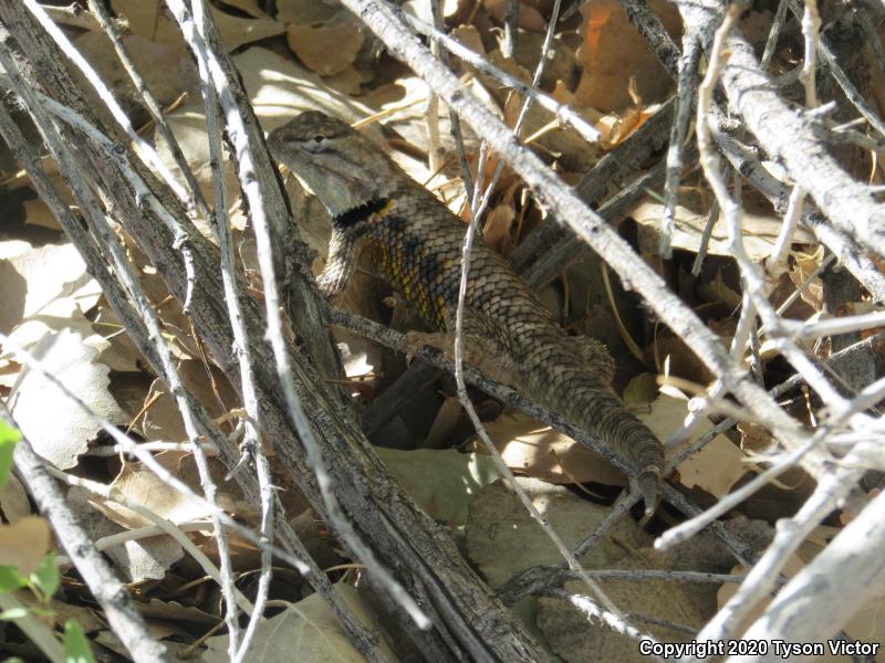 Orange-headed Spiny Lizard (Sceloporus magister cephaloflavus)