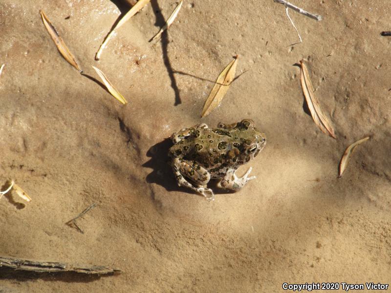 Great Plains Toad (Anaxyrus cognatus)