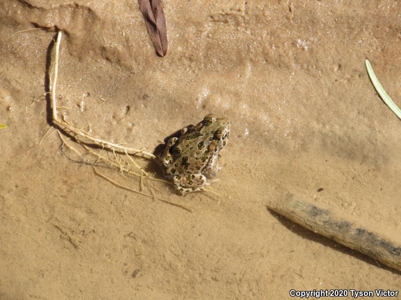 Great Plains Toad (Anaxyrus cognatus)