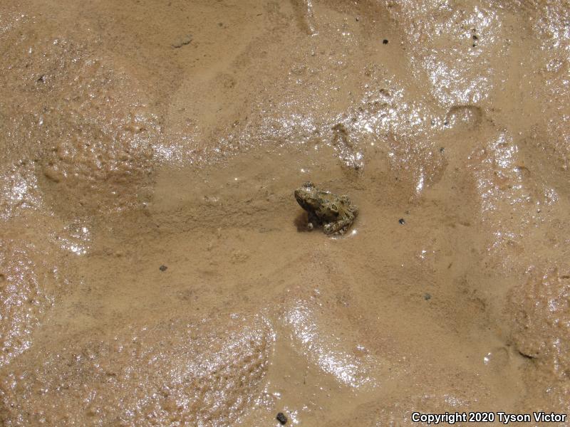 Great Plains Toad (Anaxyrus cognatus)