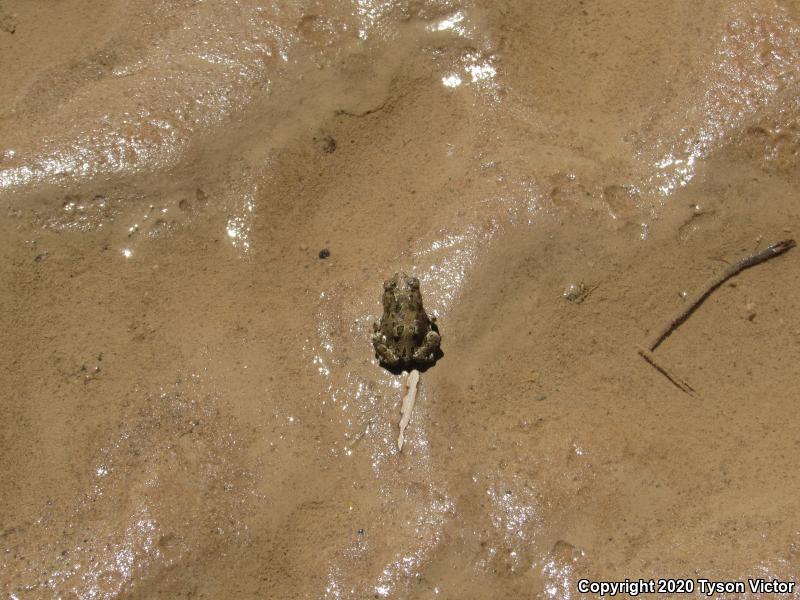 Great Plains Toad (Anaxyrus cognatus)