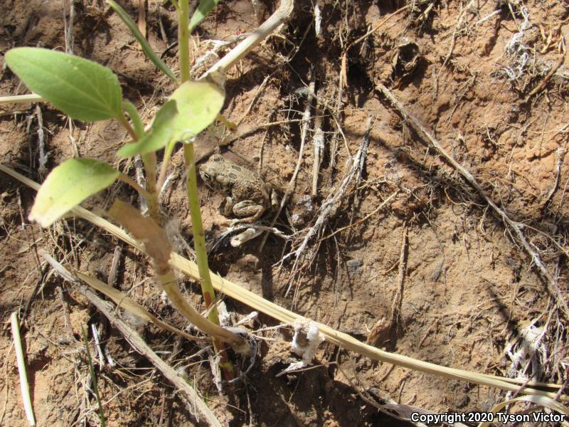 Great Plains Toad (Anaxyrus cognatus)