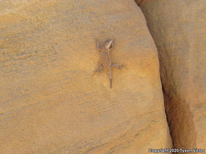 Plateau Side-blotched Lizard (Uta stansburiana uniformis)