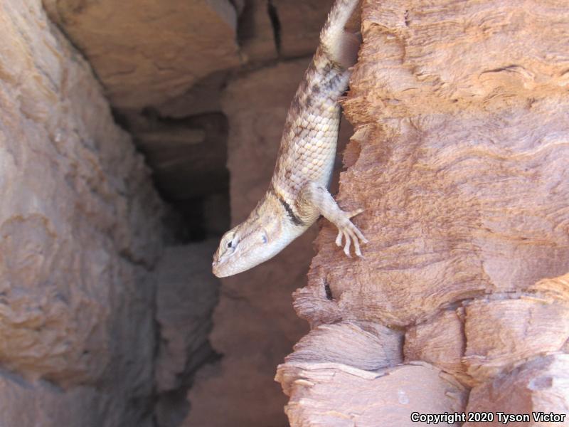 Orange-headed Spiny Lizard (Sceloporus magister cephaloflavus)