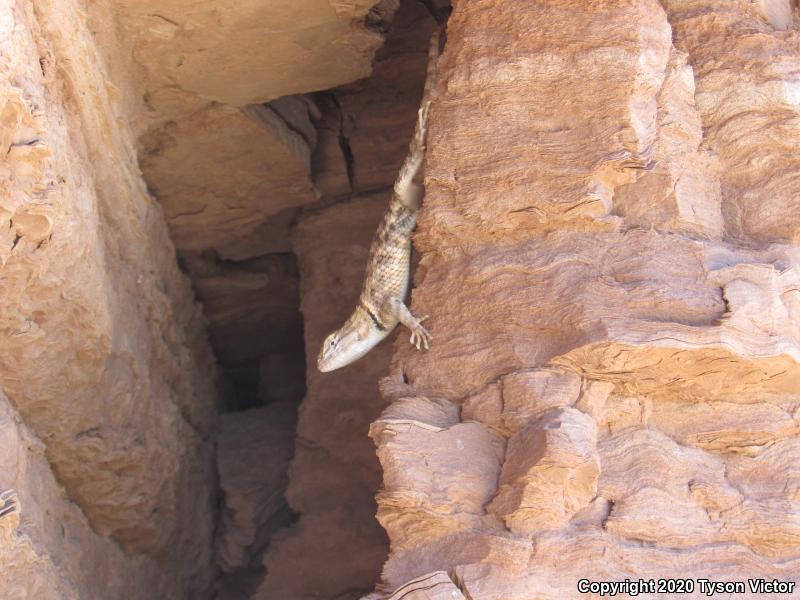 Orange-headed Spiny Lizard (Sceloporus magister cephaloflavus)