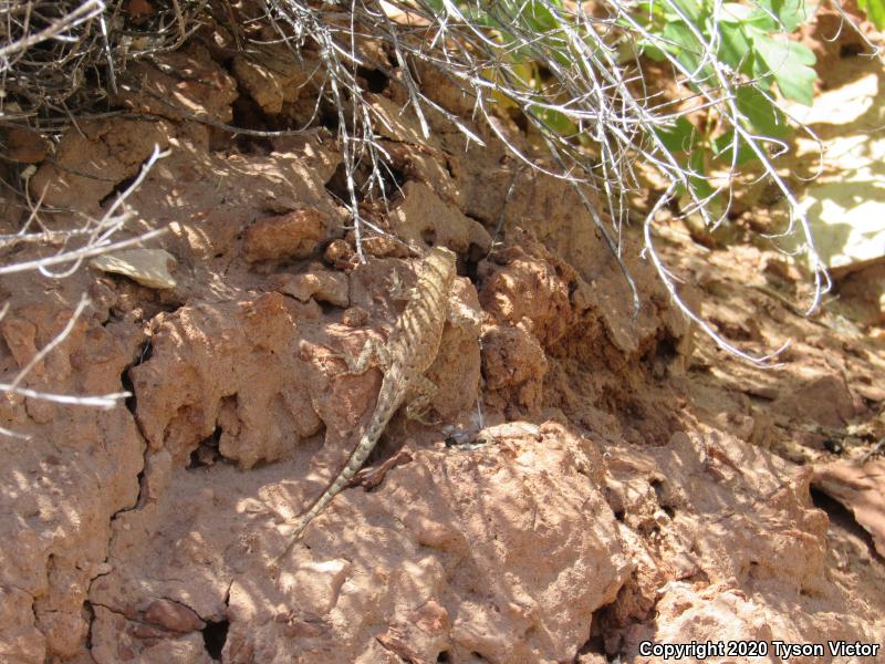 Plateau Side-blotched Lizard (Uta stansburiana uniformis)