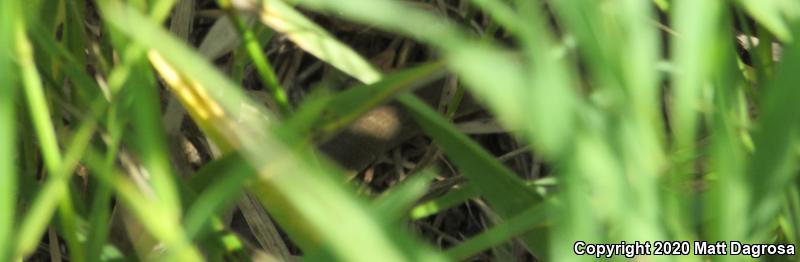 Eastern Yellow-bellied Racer (Coluber constrictor flaviventris)