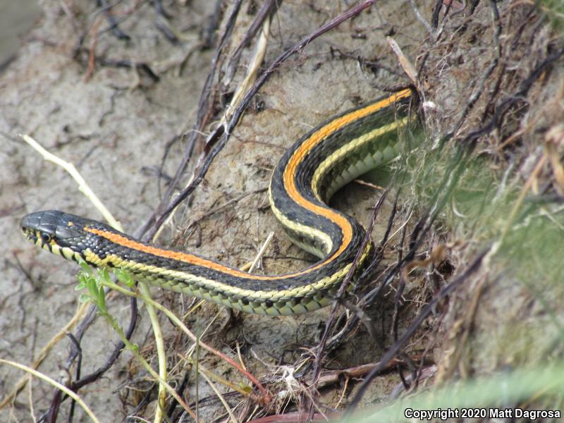 Plains Gartersnake (Thamnophis radix)