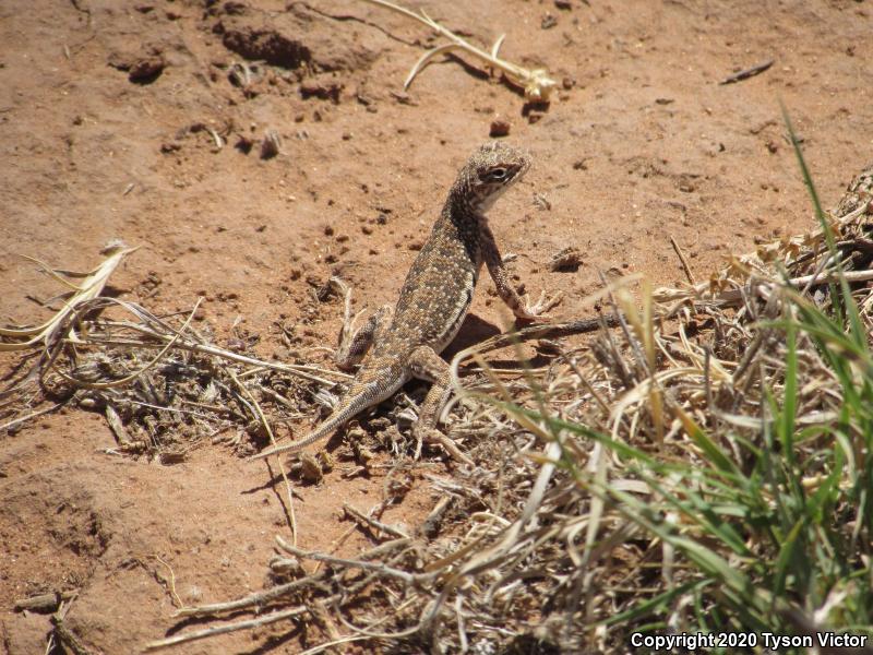 Striped Earless Lizard (Holbrookia maculata flavilenta)