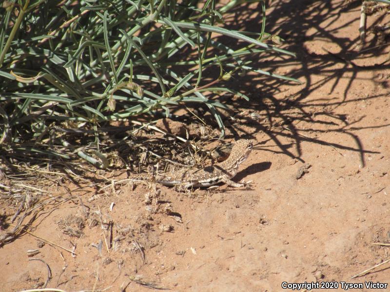 Striped Earless Lizard (Holbrookia maculata flavilenta)