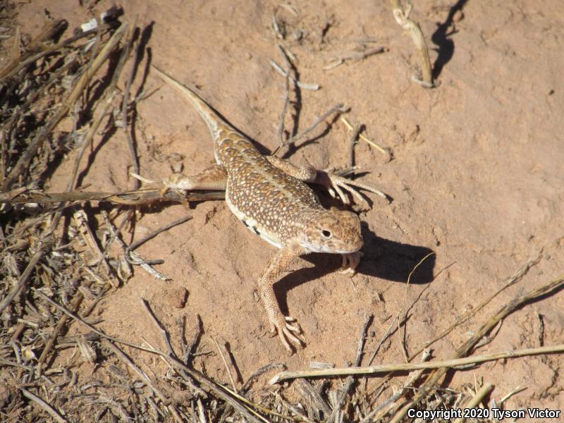 Striped Earless Lizard (Holbrookia maculata flavilenta)