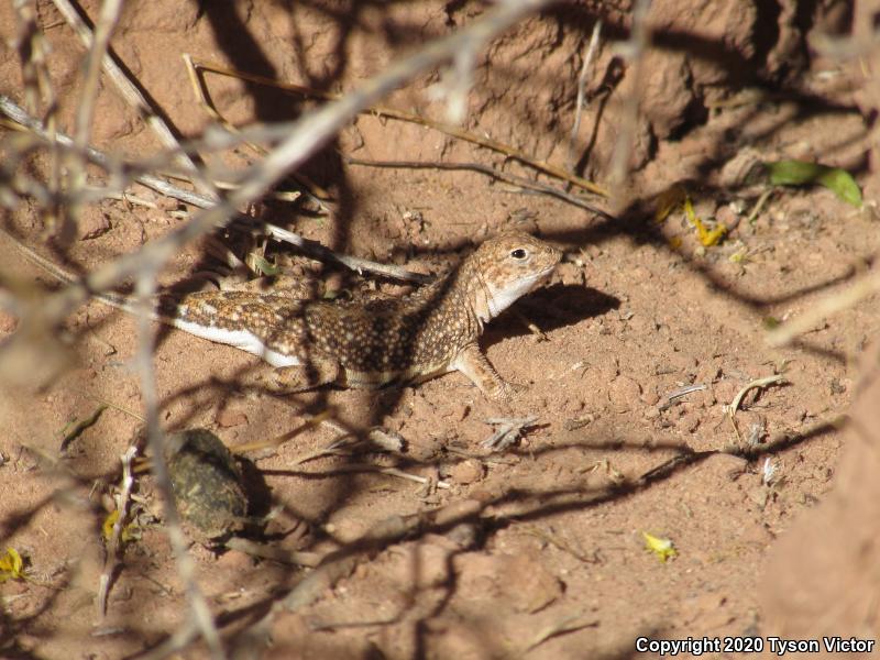 Striped Earless Lizard (Holbrookia maculata flavilenta)