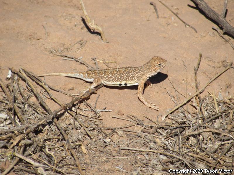 Striped Earless Lizard (Holbrookia maculata flavilenta)