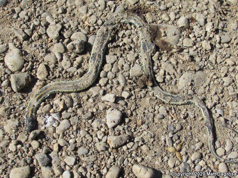 Plains Gartersnake (Thamnophis radix)