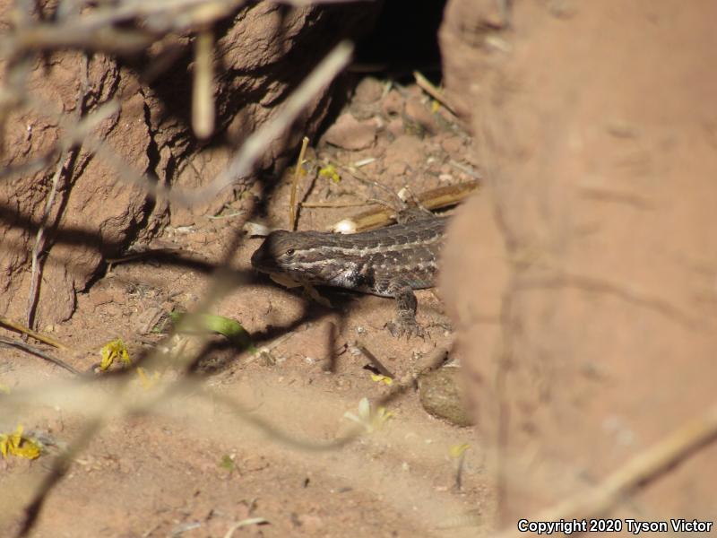 Northern Sagebrush Lizard (Sceloporus graciosus graciosus)