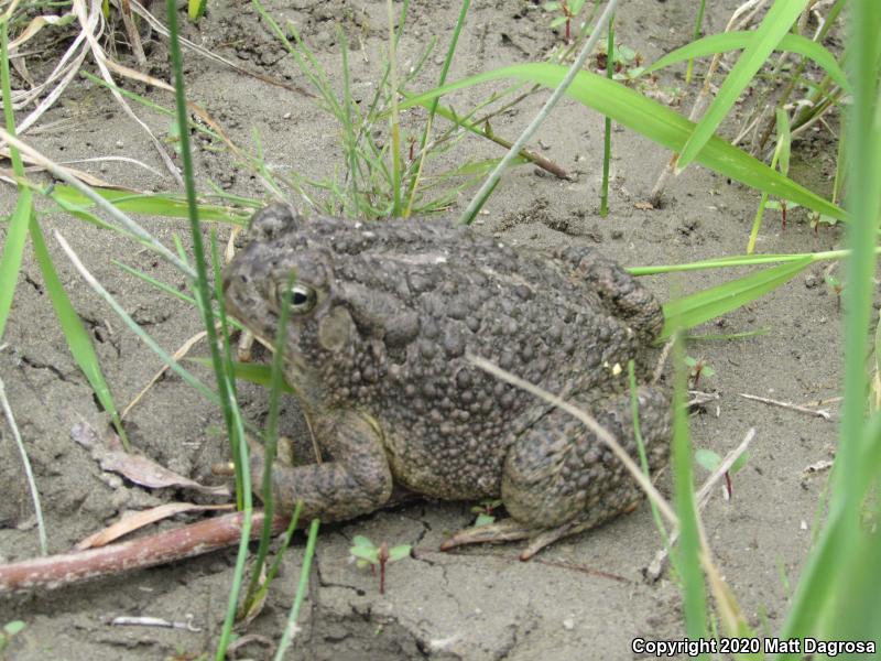 Woodhouse's Toad (Anaxyrus woodhousii)