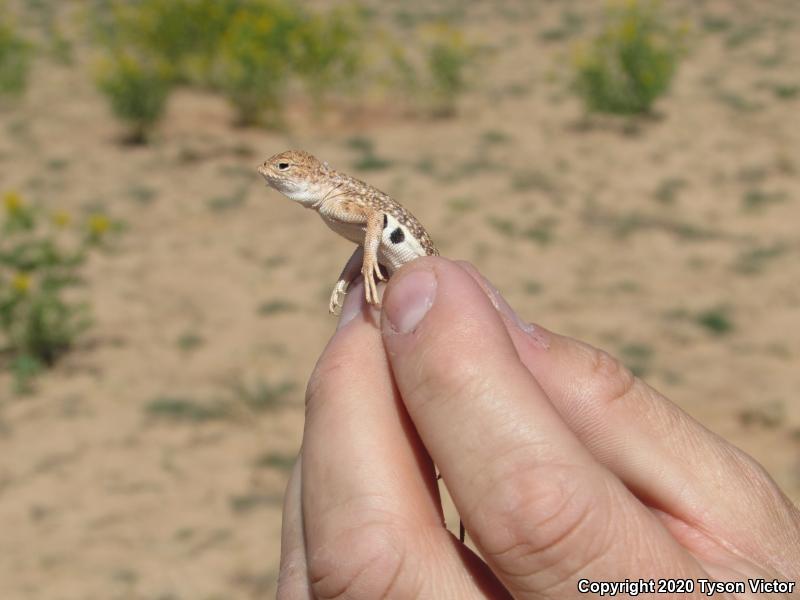 Striped Earless Lizard (Holbrookia maculata flavilenta)