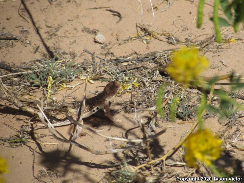 Striped Earless Lizard (Holbrookia maculata flavilenta)