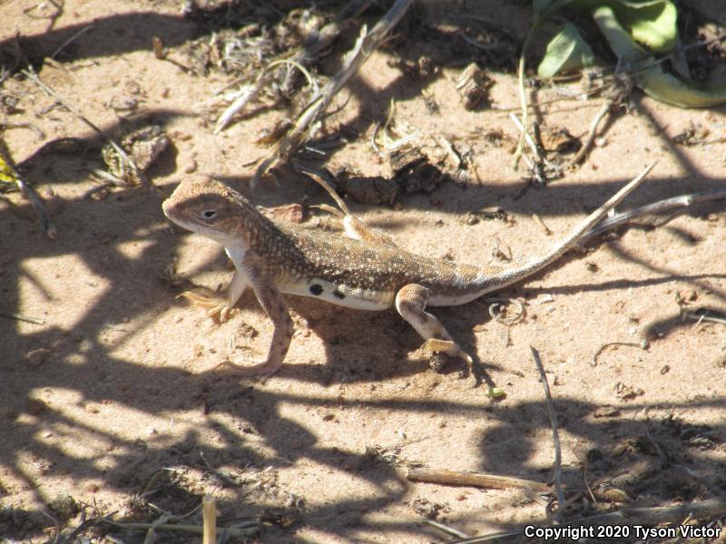 Striped Earless Lizard (Holbrookia maculata flavilenta)