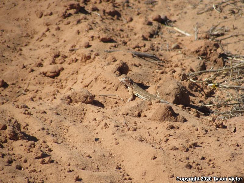 Striped Earless Lizard (Holbrookia maculata flavilenta)