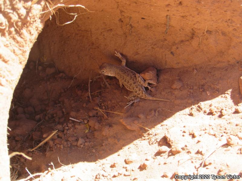 Striped Earless Lizard (Holbrookia maculata flavilenta)