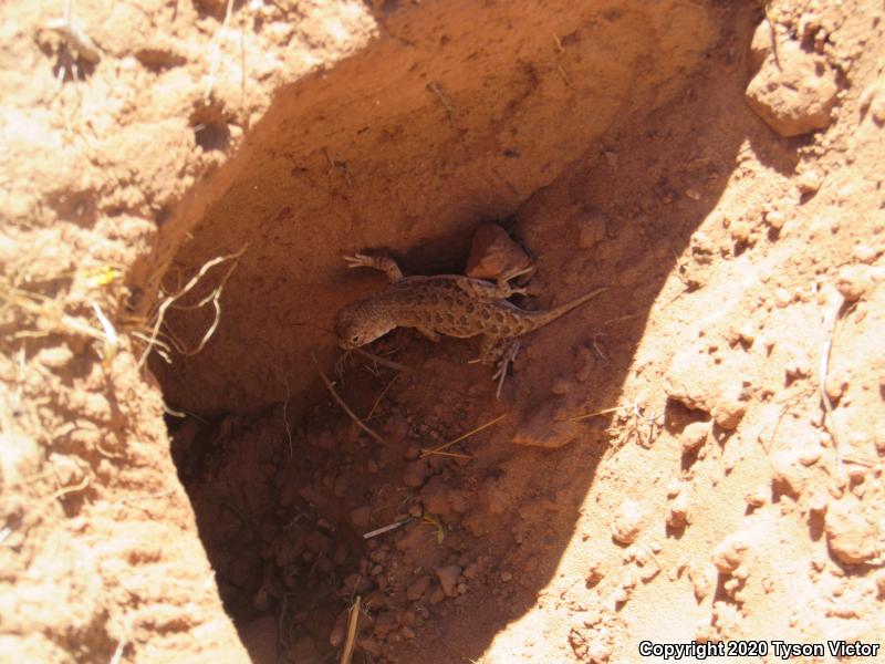 Striped Earless Lizard (Holbrookia maculata flavilenta)