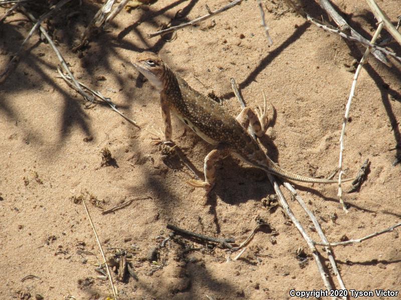 Striped Earless Lizard (Holbrookia maculata flavilenta)