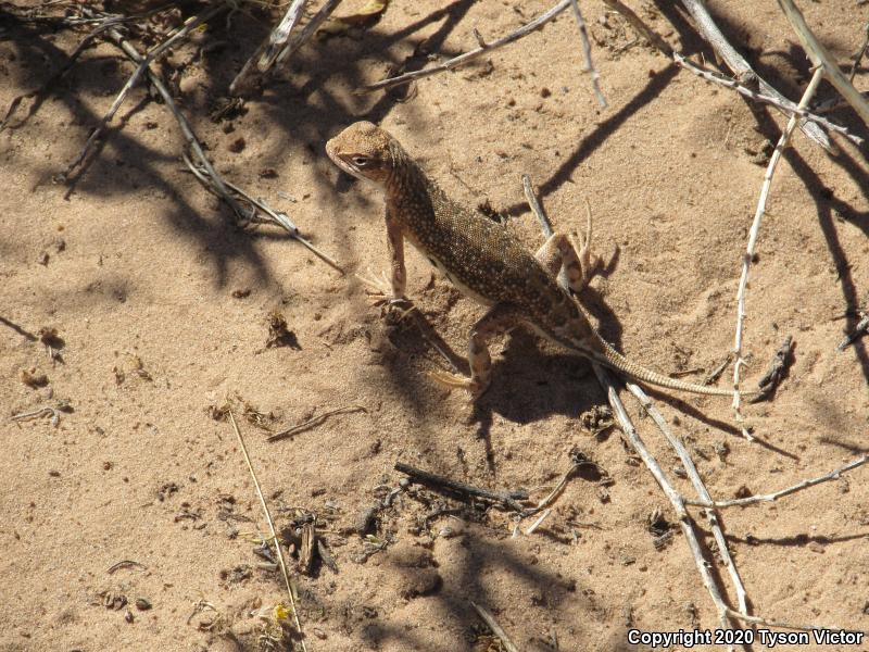 Striped Earless Lizard (Holbrookia maculata flavilenta)