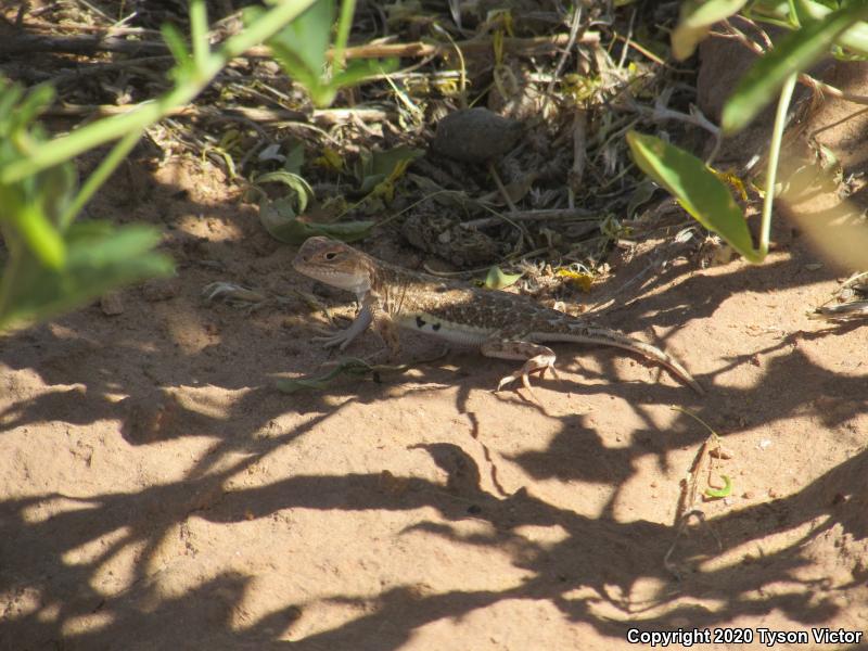 Striped Earless Lizard (Holbrookia maculata flavilenta)