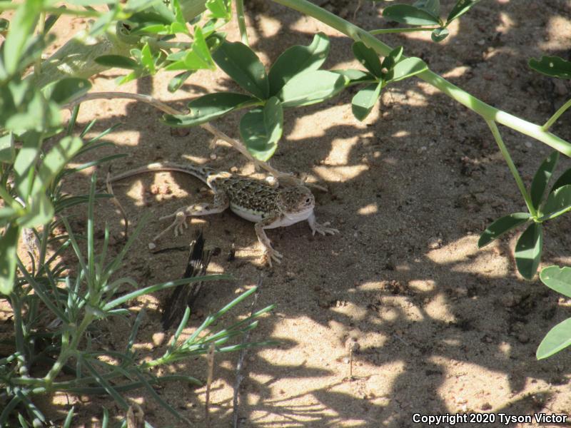 Striped Earless Lizard (Holbrookia maculata flavilenta)