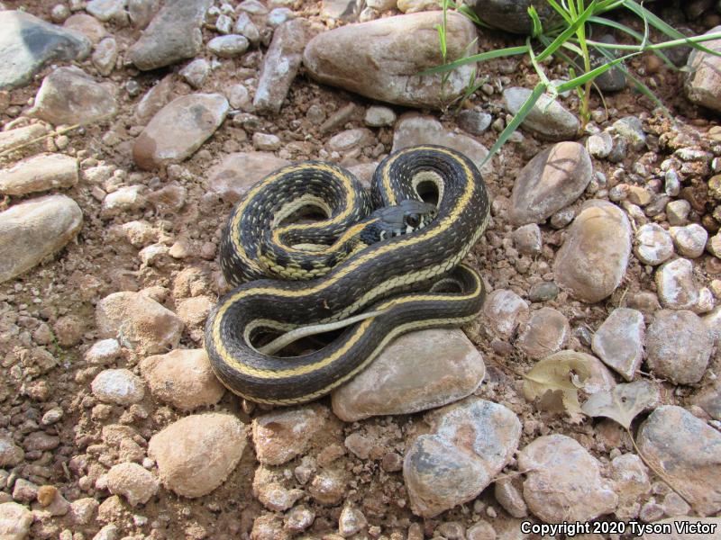 Western Black-necked Gartersnake (Thamnophis cyrtopsis cyrtopsis)