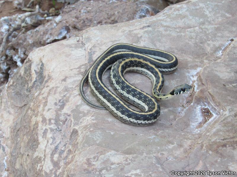 Western Black-necked Gartersnake (Thamnophis cyrtopsis cyrtopsis)