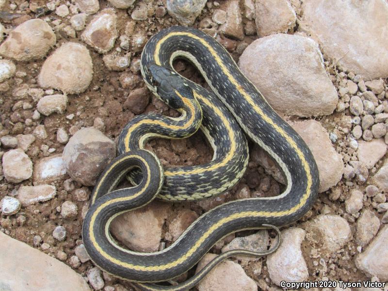 Western Black-necked Gartersnake (Thamnophis cyrtopsis cyrtopsis)