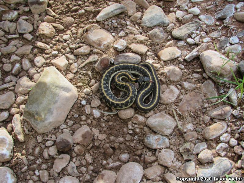 Western Black-necked Gartersnake (Thamnophis cyrtopsis cyrtopsis)