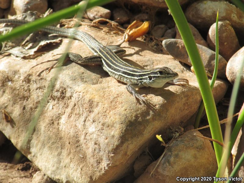 Plateau Striped Whiptail (Aspidoscelis velox)