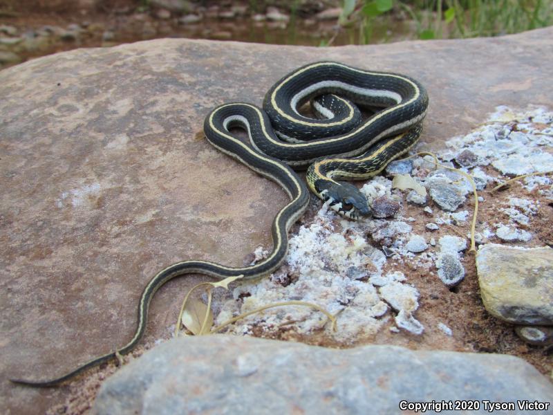 Western Black-necked Gartersnake (Thamnophis cyrtopsis cyrtopsis)