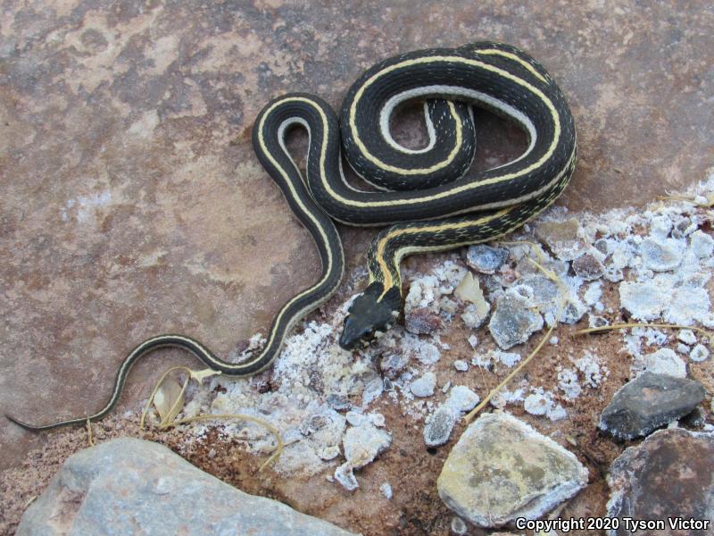 Western Black-necked Gartersnake (Thamnophis cyrtopsis cyrtopsis)