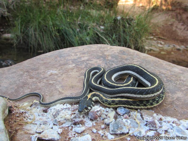 Western Black-necked Gartersnake (Thamnophis cyrtopsis cyrtopsis)