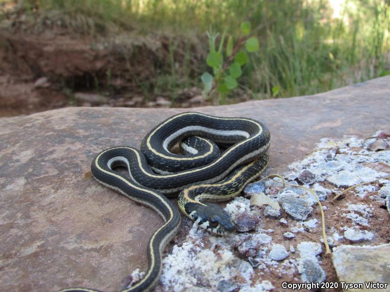 Western Black-necked Gartersnake (Thamnophis cyrtopsis cyrtopsis)