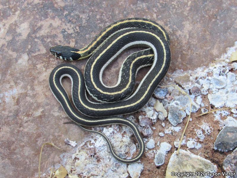 Western Black-necked Gartersnake (Thamnophis cyrtopsis cyrtopsis)