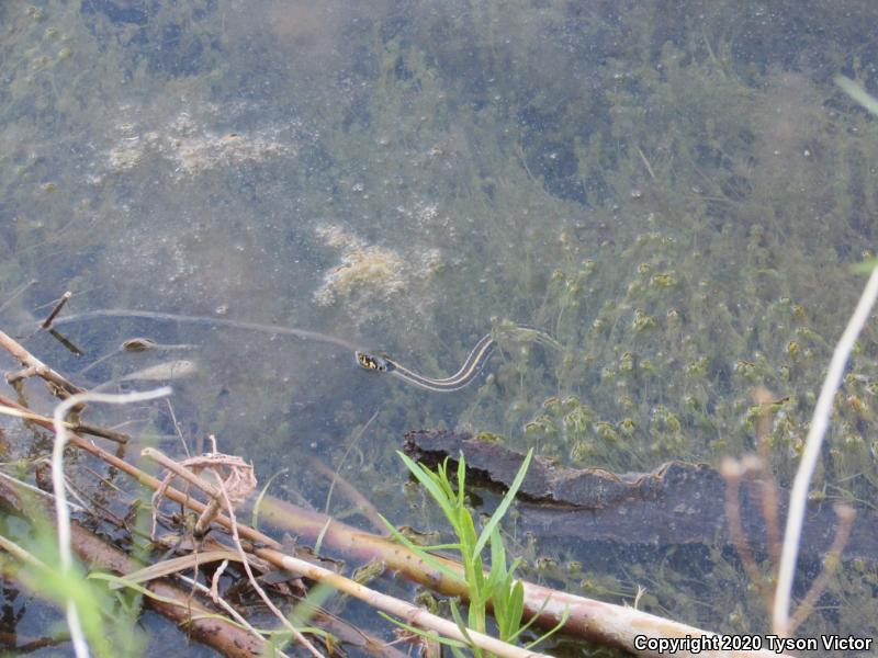 Western Black-necked Gartersnake (Thamnophis cyrtopsis cyrtopsis)