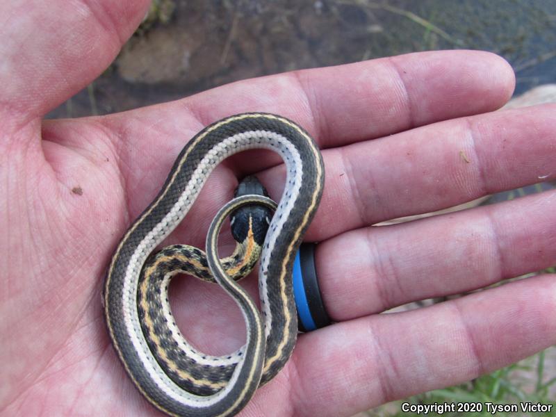 Western Black-necked Gartersnake (Thamnophis cyrtopsis cyrtopsis)